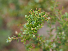 Vaccinium myrsinites