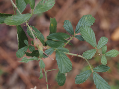 Rubus cuneifolius