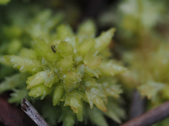 Sphagnum perichaetiale