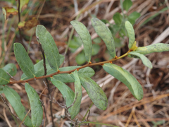 Asimina reticulata