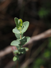 Hypericum tetrapetalum