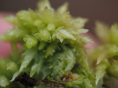 Sphagnum perichaetiale