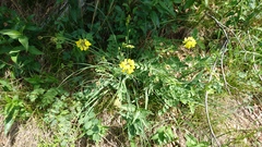 Coronilla coronata
