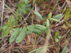 Asimina reticulata