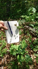 Bupleurum longifolium