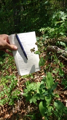 Bupleurum longifolium