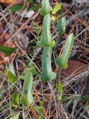Smilax auriculata