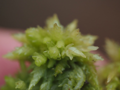 Sphagnum perichaetiale