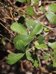 Rubus cuneifolius