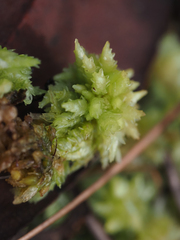 Sphagnum perichaetiale