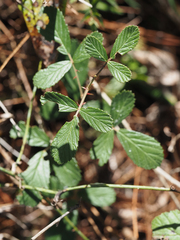 Rubus cuneifolius