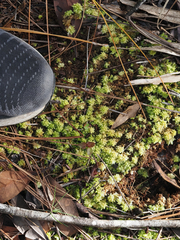 Sphagnum perichaetiale