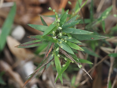 Dichanthelium patulum