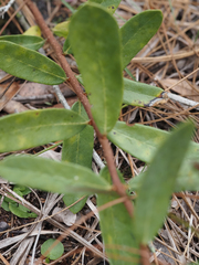 Asimina reticulata