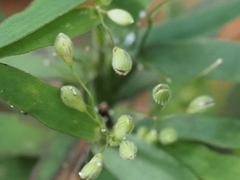 Dichanthelium patulum