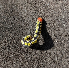 Melanchroia chephise