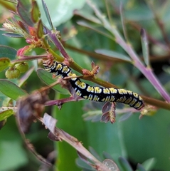 Melanchroia chephise