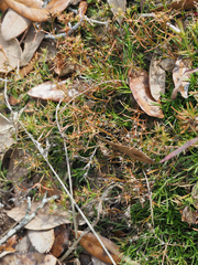 Polypremum procumbens