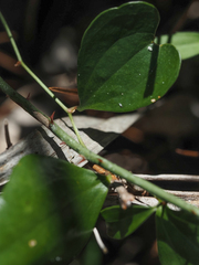 Smilax glauca