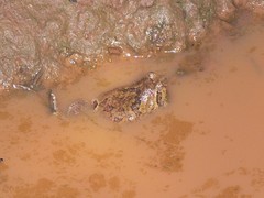 Physalaemus nattereri