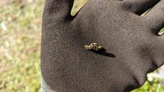 Melanchroia chephise