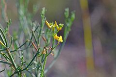 Coronilla juncea