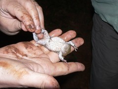 Physalaemus nattereri