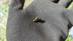 Melanchroia chephise