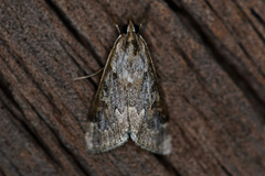 Loxostege allectalis