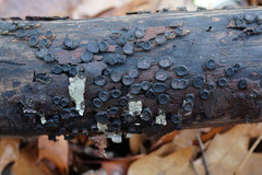 Biscogniauxia marginata