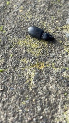 Pterostichus melanarius