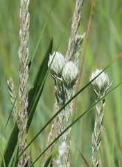Helichrysum glomeratum