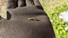 Melanchroia chephise