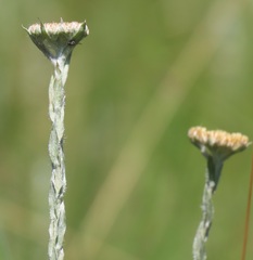 Helichrysum glomeratum