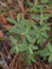 Crocanthemum corymbosum