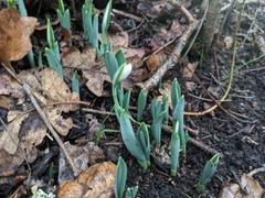 Galanthus elwesii