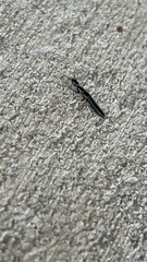 Xantholinus longiventris