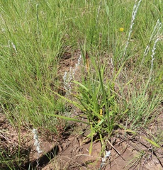 Helichrysum aureonitens