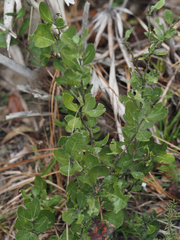 Lyonia fruticosa