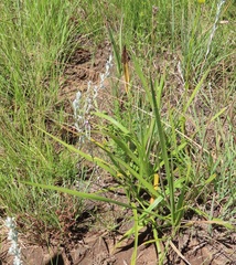 Helichrysum aureonitens