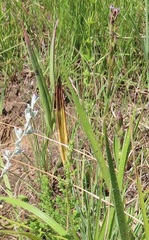 Helichrysum aureonitens