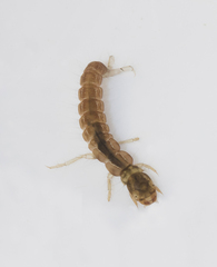 Plectrocnemia conspersa