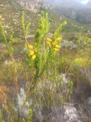 Erica parilis parilis