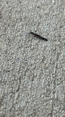 Xantholinus longiventris