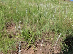 Helichrysum aureonitens