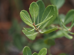 Lyonia fruticosa