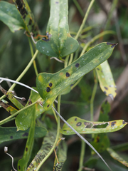 Smilax auriculata