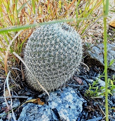 Mammillaria haageana