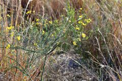 Coronilla juncea