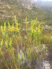 Erica parilis parilis